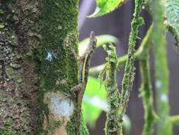 Image of Townsend's Anole