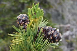 Image of whitebark pine