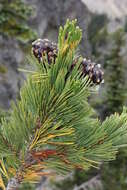 Image of whitebark pine