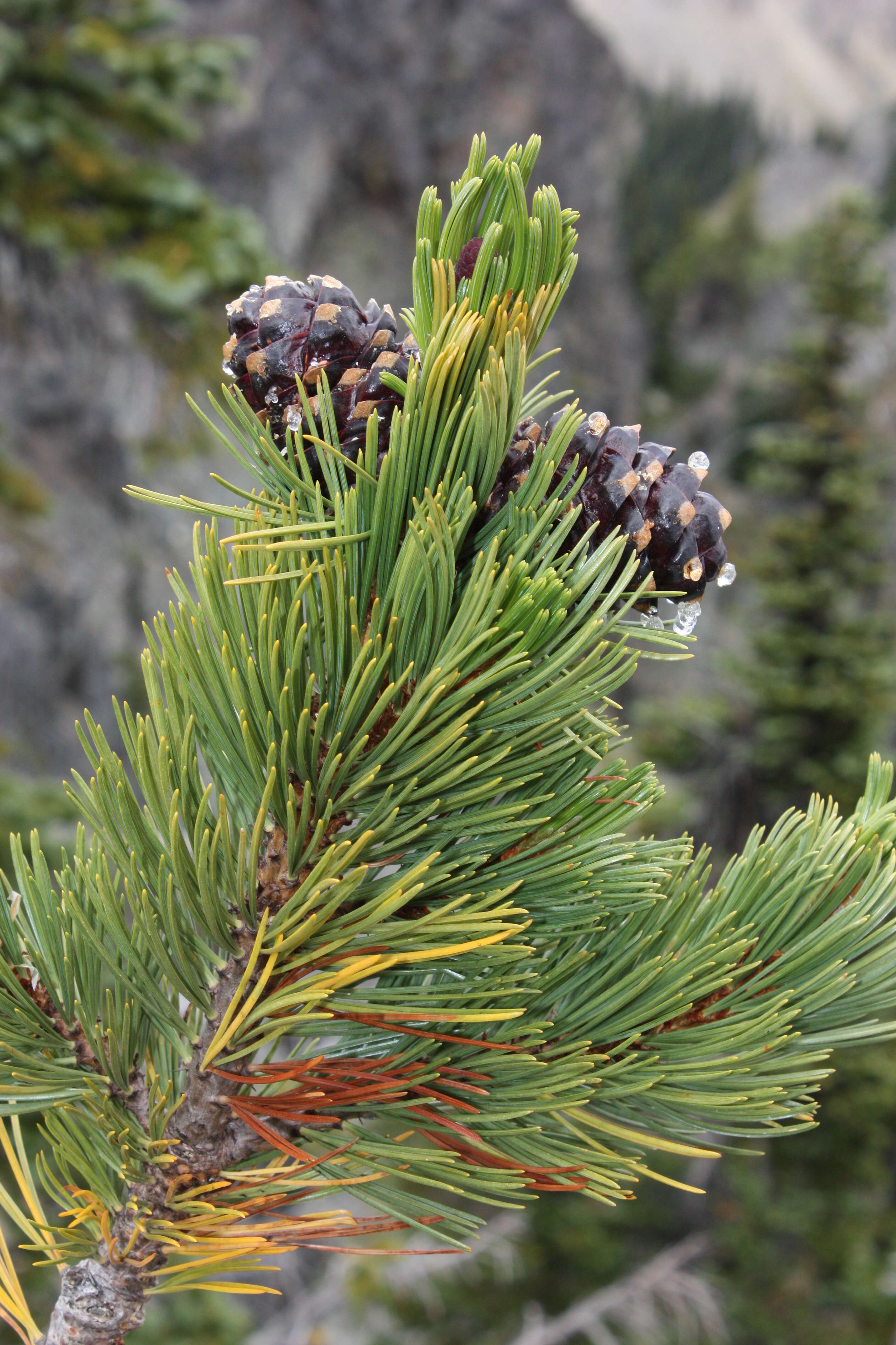 Image of whitebark pine