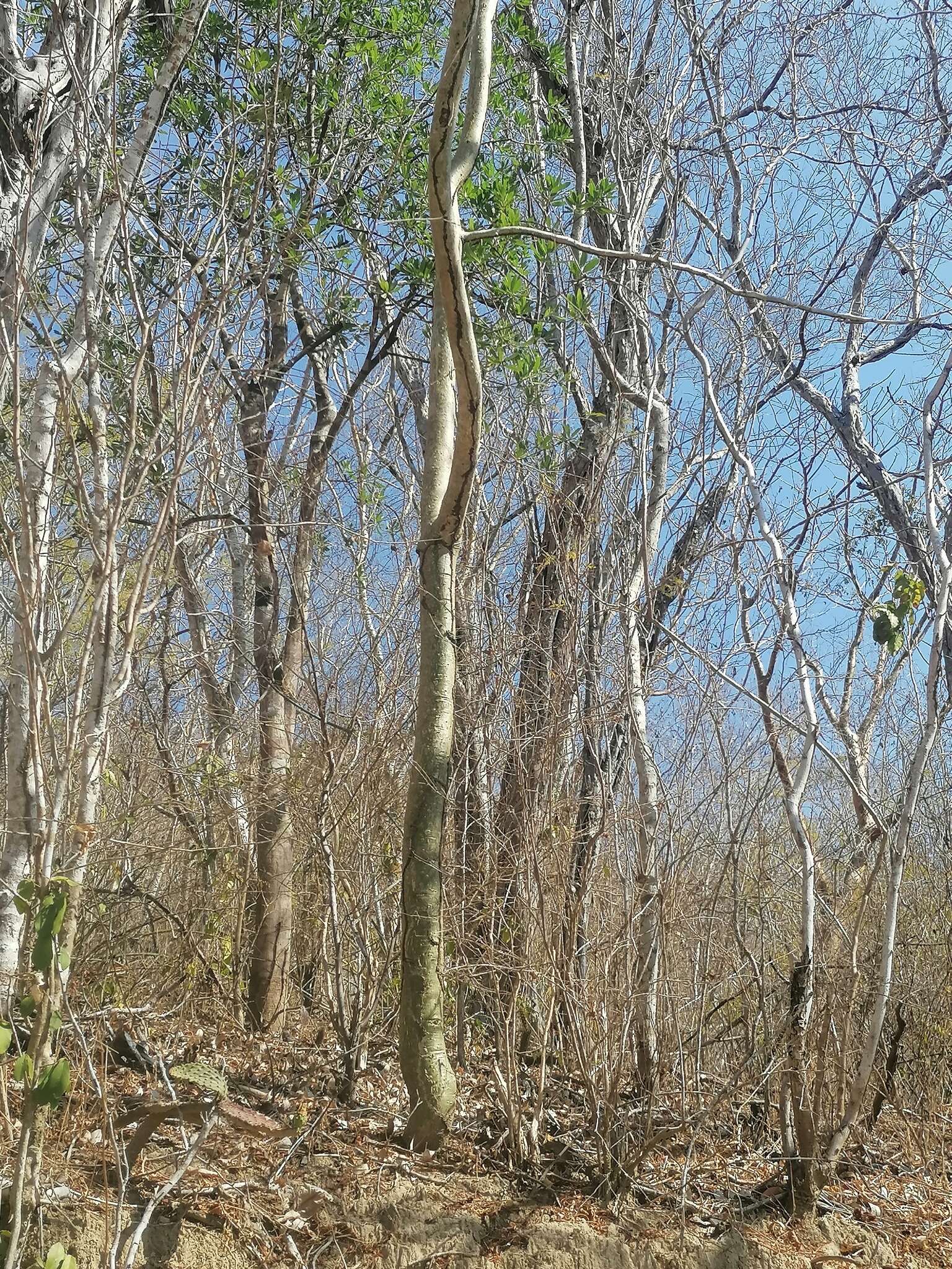 Image of Bursera silviae Rzed. & Calderón