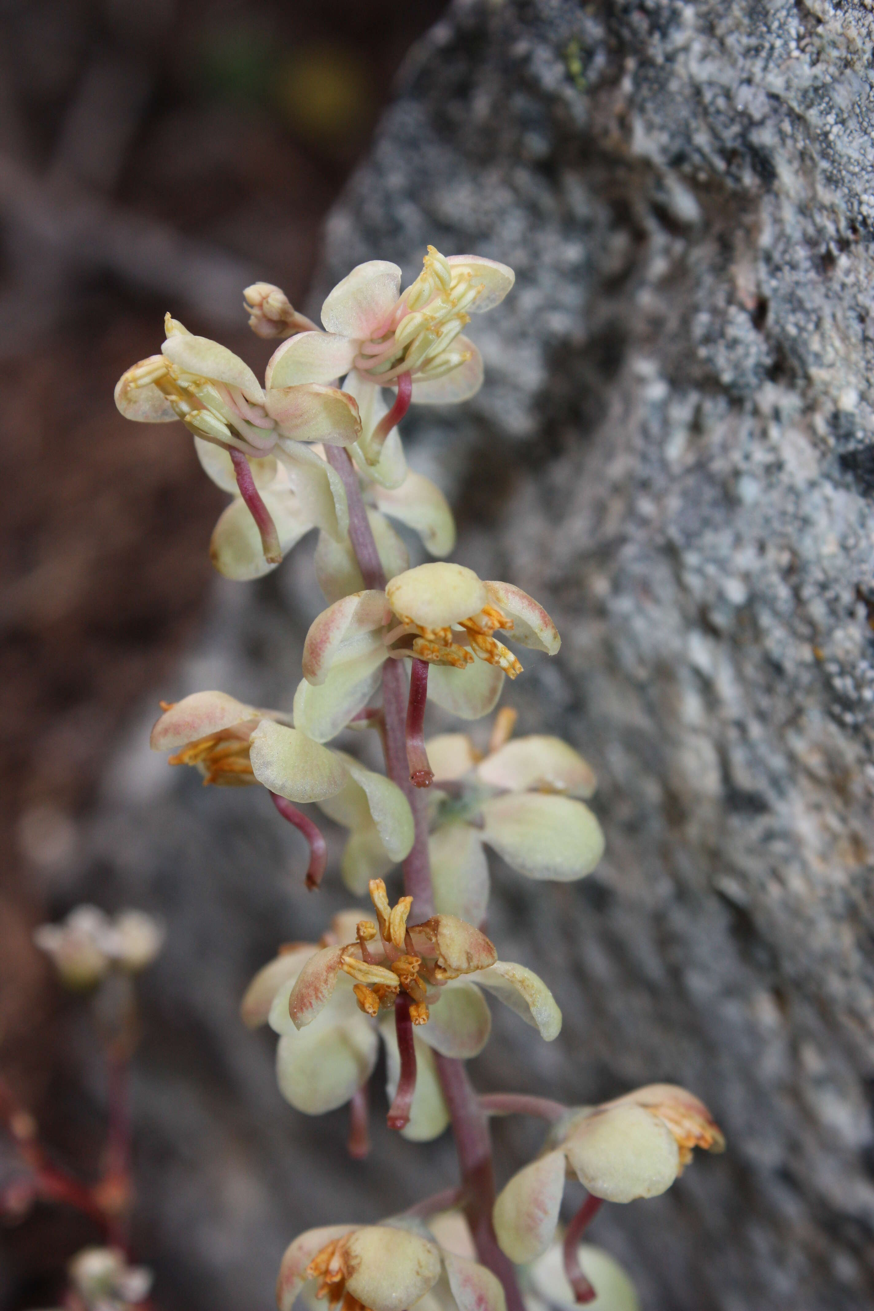 Image of whiteveined wintergreen