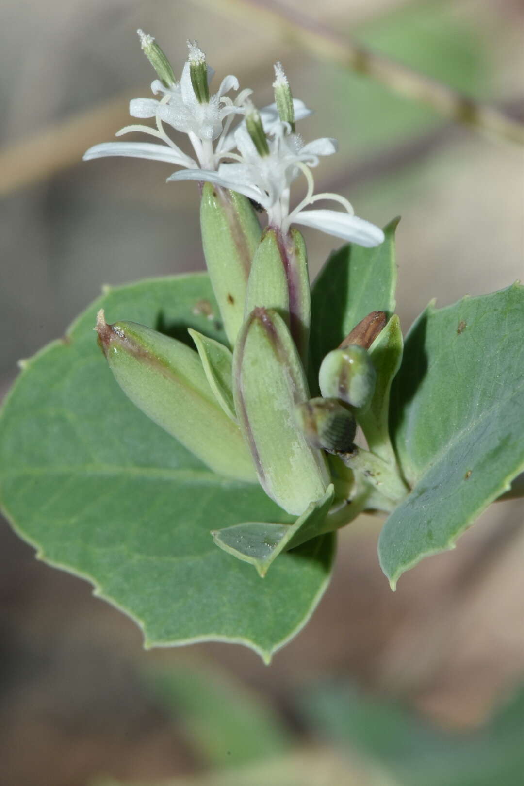 Image of Apache plant