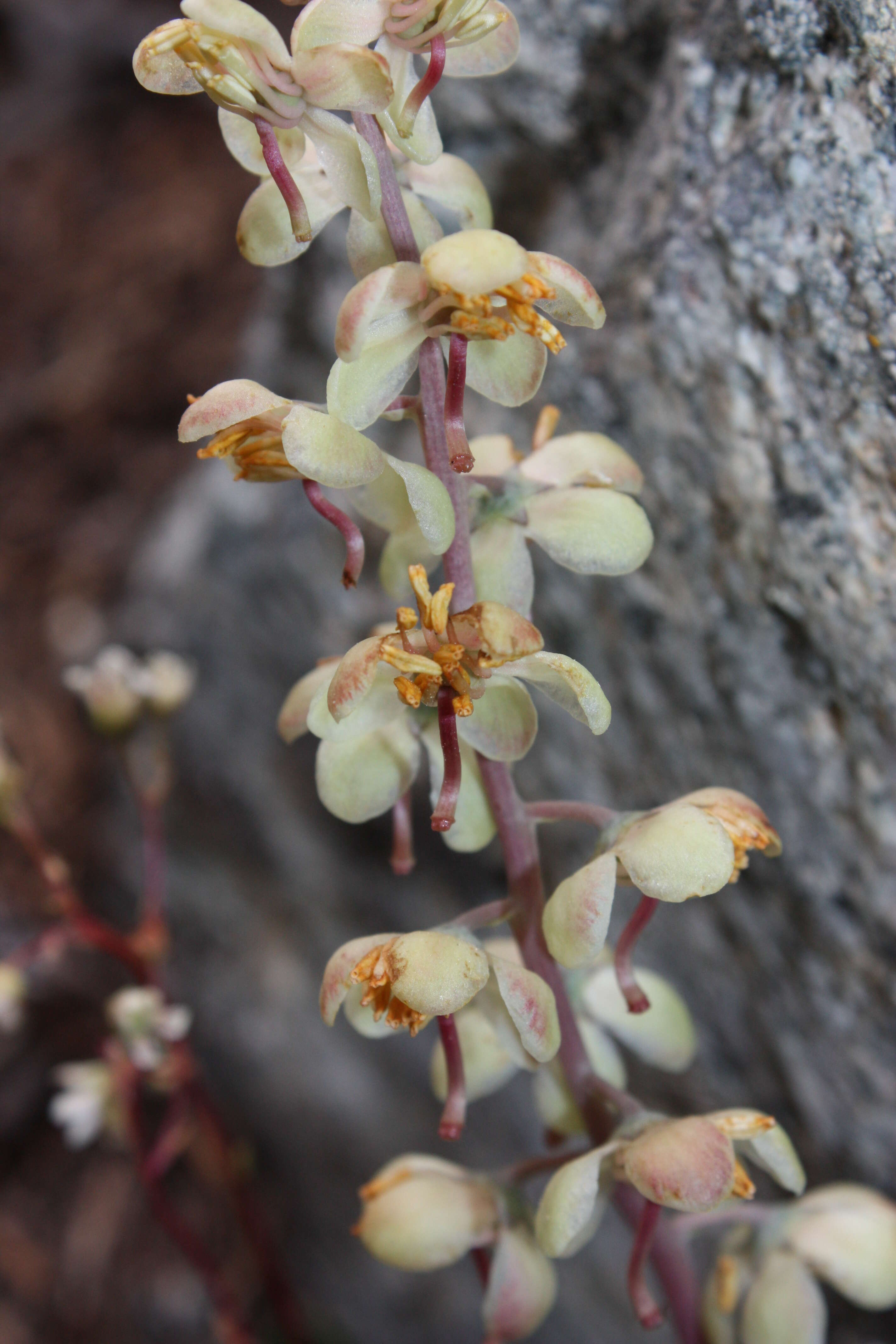 Image of whiteveined wintergreen