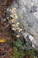 Image of whiteveined wintergreen