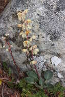 Image of whiteveined wintergreen