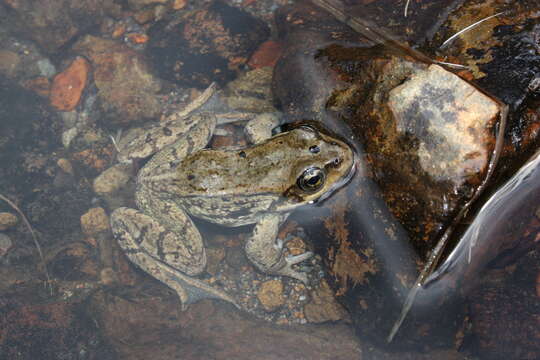 Image of Cascades Frog