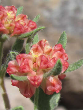 Image of Abert's buckwheat