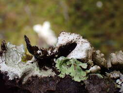 Image of Norwegian ragged lichen