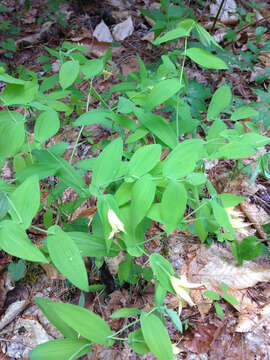 Image de Uvularia grandiflora Sm.