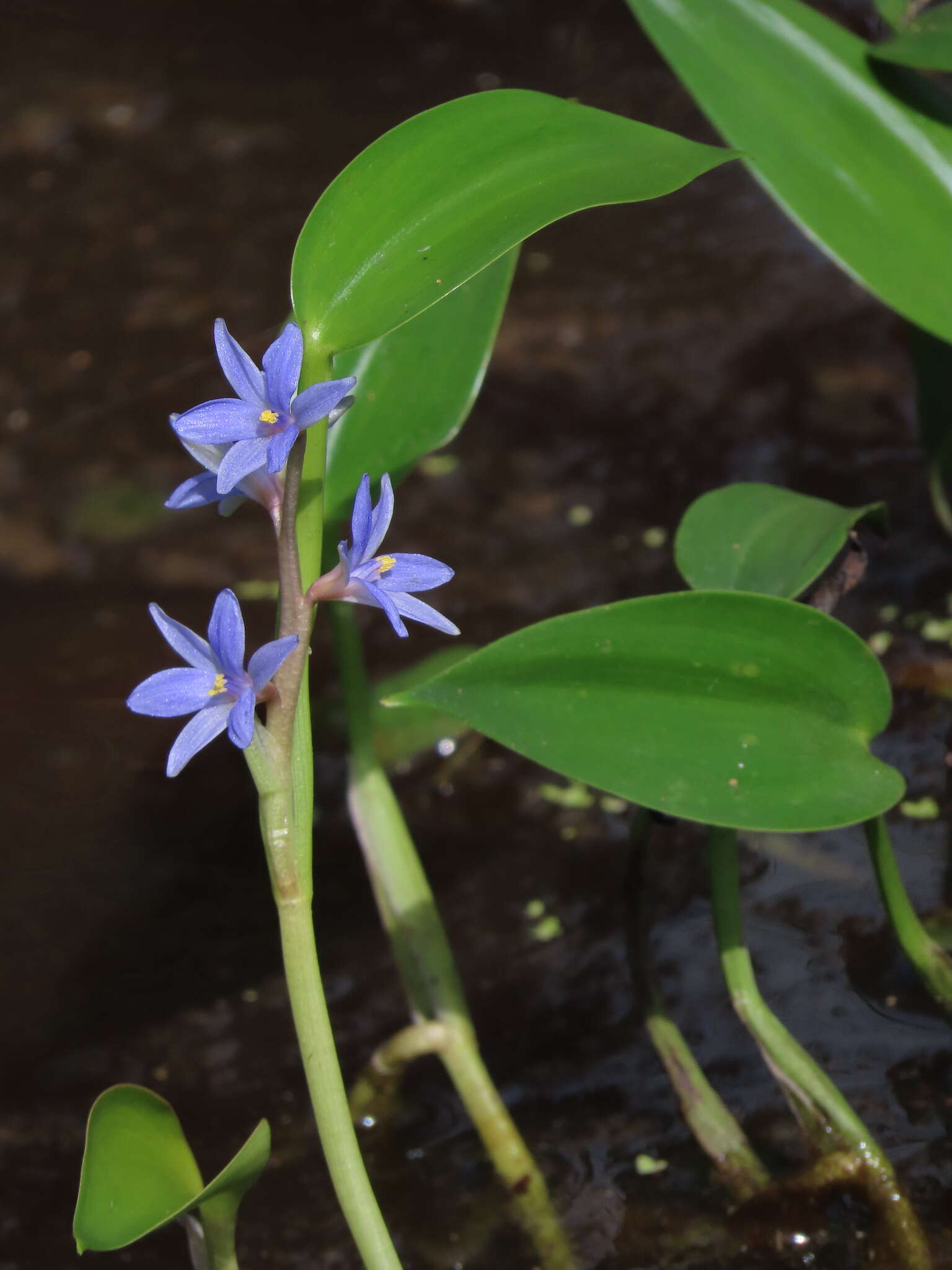 Image of <i>Pontederia cyanea</i>