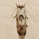 Image of Euphiltra angustior Turner 1894