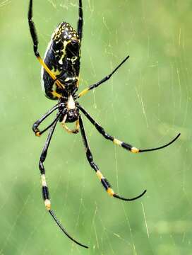 صورة Trichonephila senegalensis annulata (Thorell 1859)