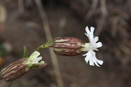 صورة Silene parryi (S. Wats.) C. L. Hitchcock & Maguire