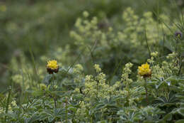 Sivun Trifolium badium Schreb. kuva