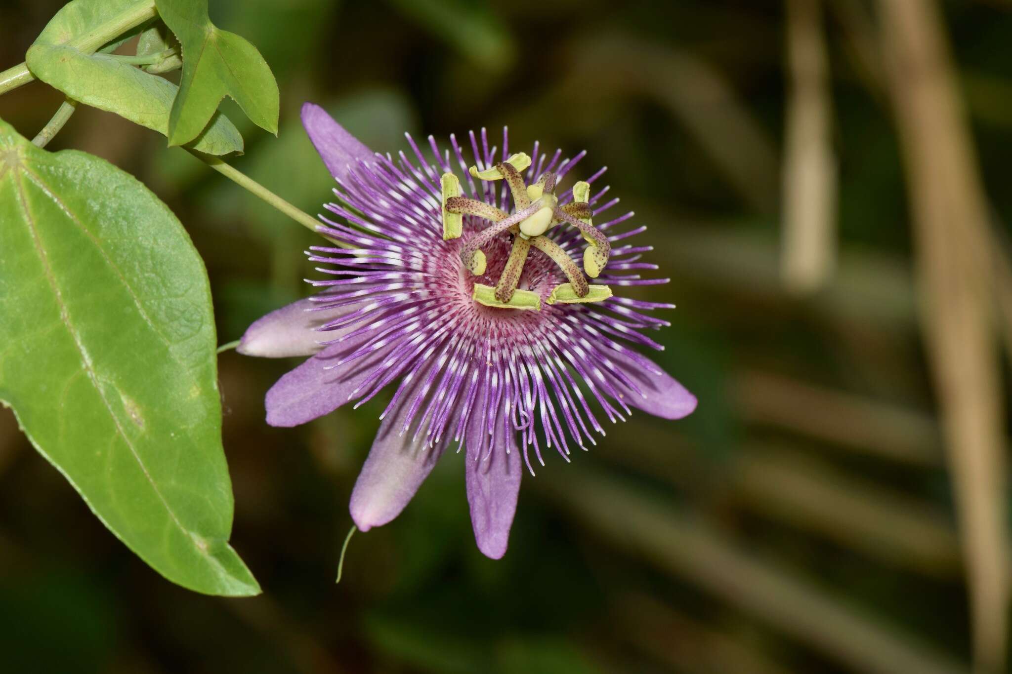 Sivun Passiflora sprucei Mast. kuva