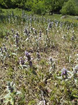 Image of Stachys cretica subsp. cretica