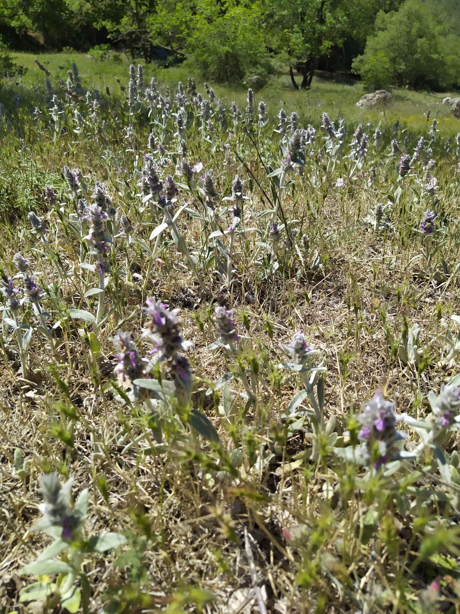 Imagem de Stachys cretica subsp. cretica