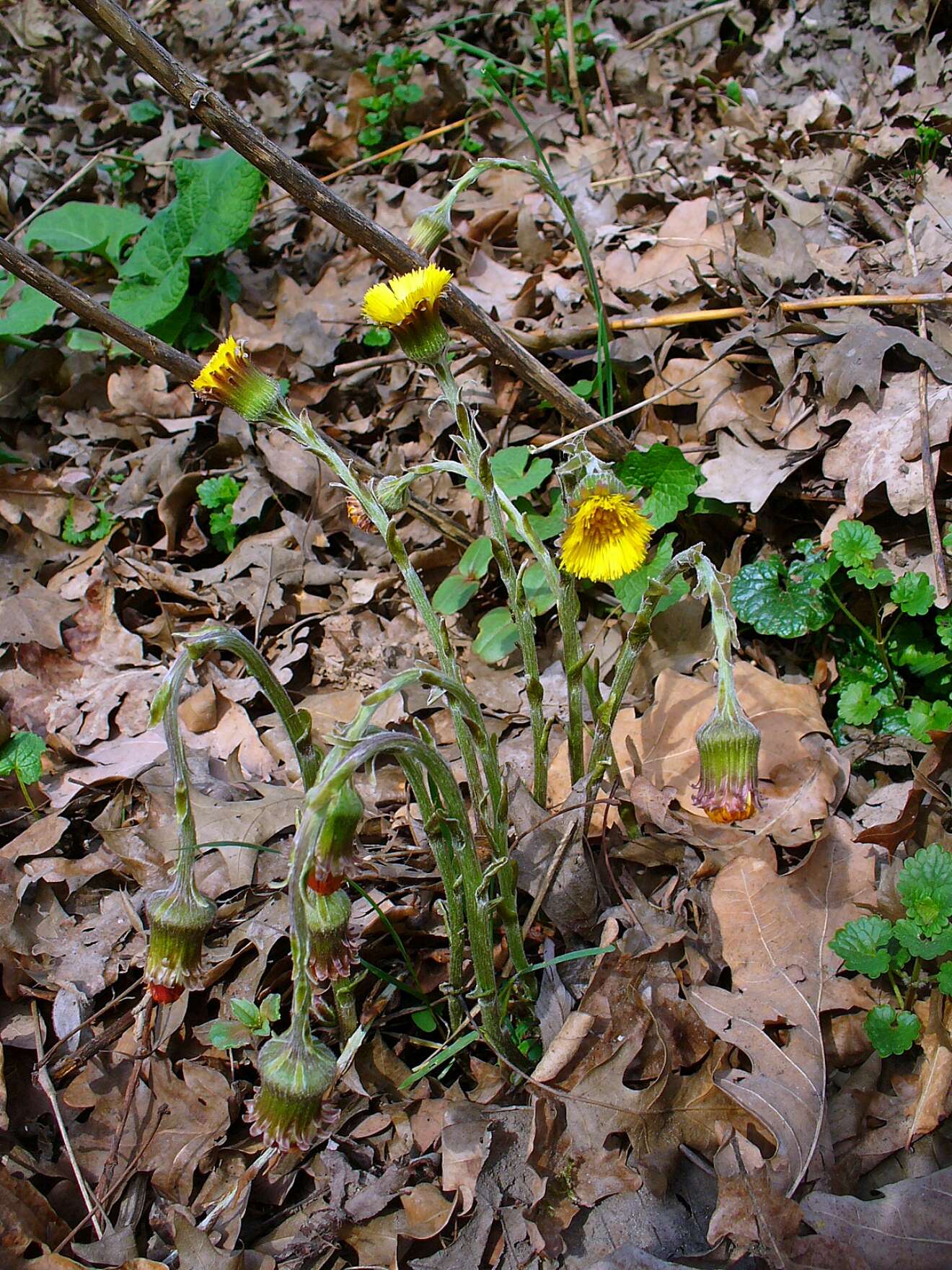 Image of coltsfoot