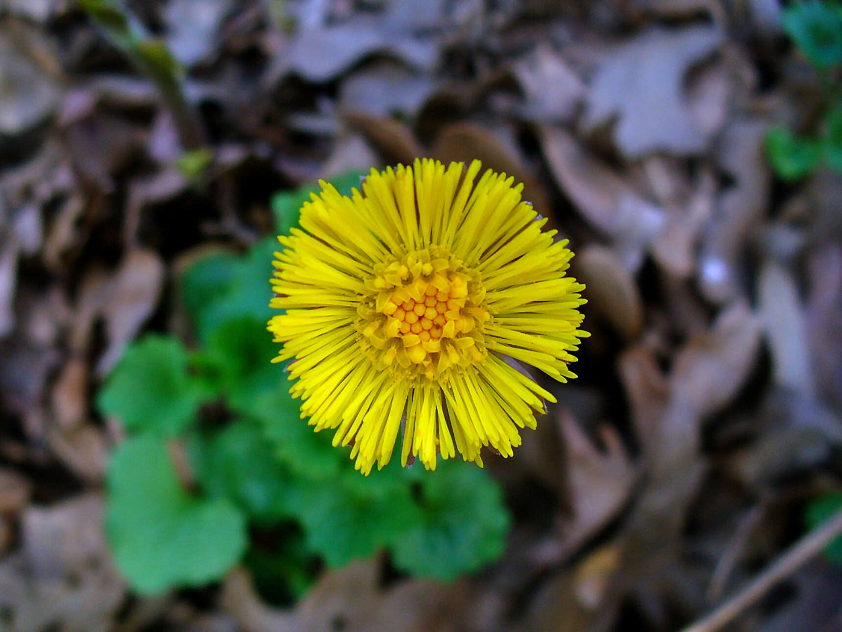 Image of coltsfoot