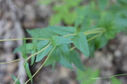 Image of Calceolaria undulata Benth.