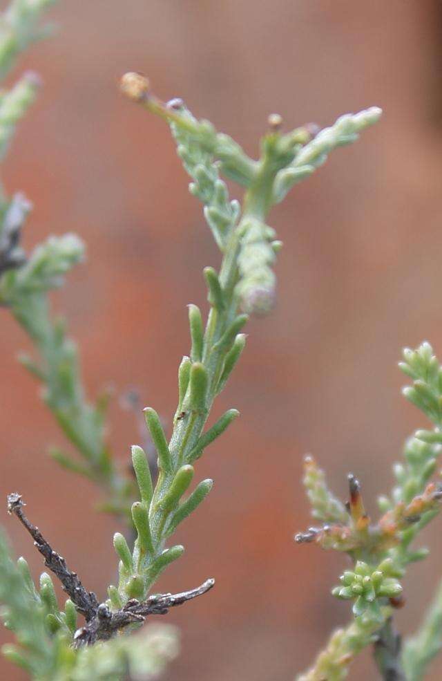 Image of Phymaspermum parvifolium (DC.) Benth. & Hook. fil.