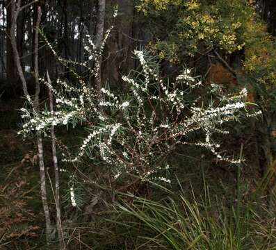 Image of Pimelea axiflora subsp. axiflora