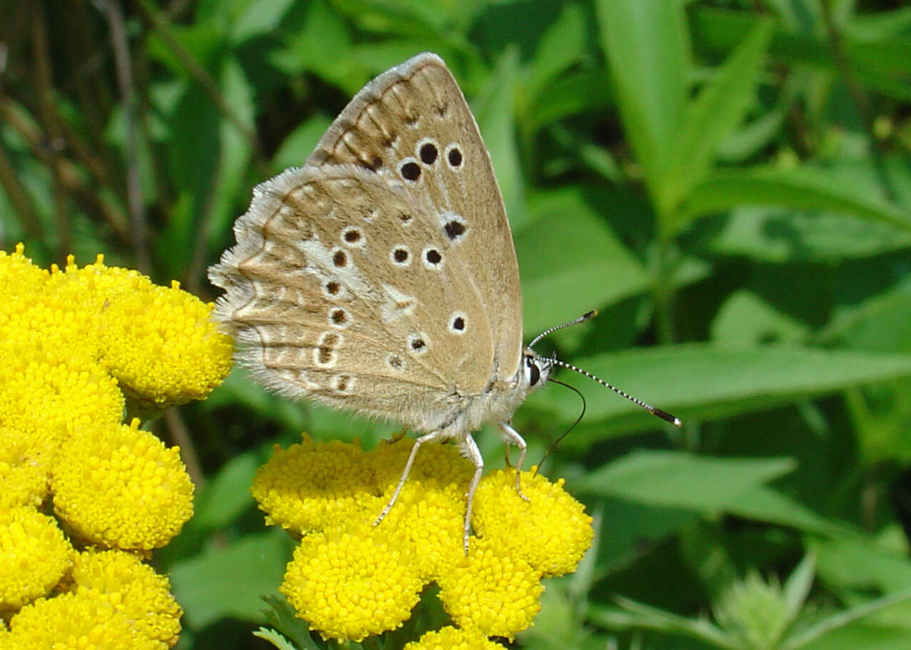 Image of Polyommatus daphnis