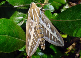 Image of striped hawk-moth