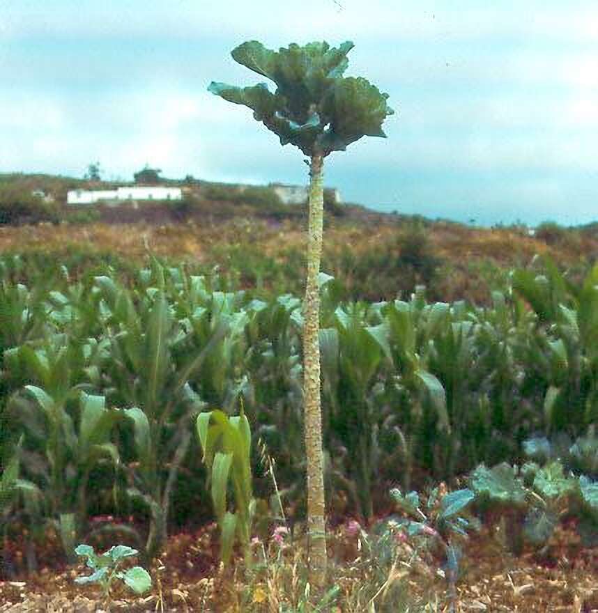 Image of Portuguese kale