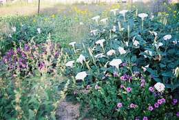 Image de Mirabilis multiflora (Torr.) Gray