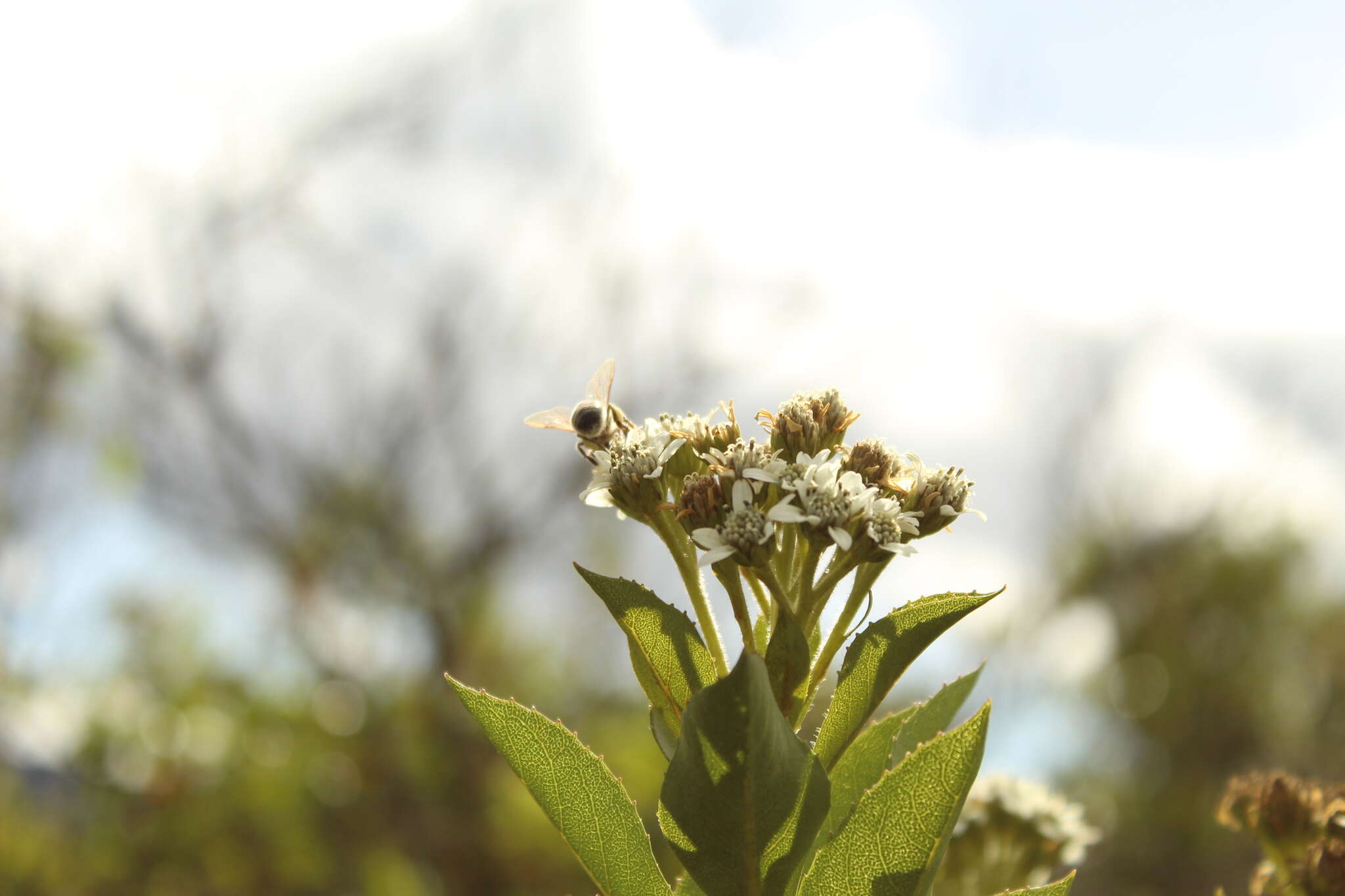 صورة Verbesina centroboyacana S. Díaz-Piedrahíta