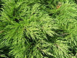 Imagem de Juniperus sabina L.
