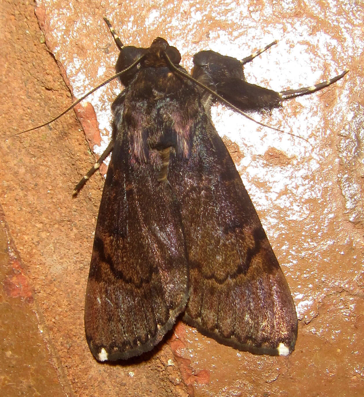 Audea bipunctata Walker 1857的圖片