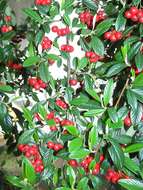 Image of orange cotoneaster