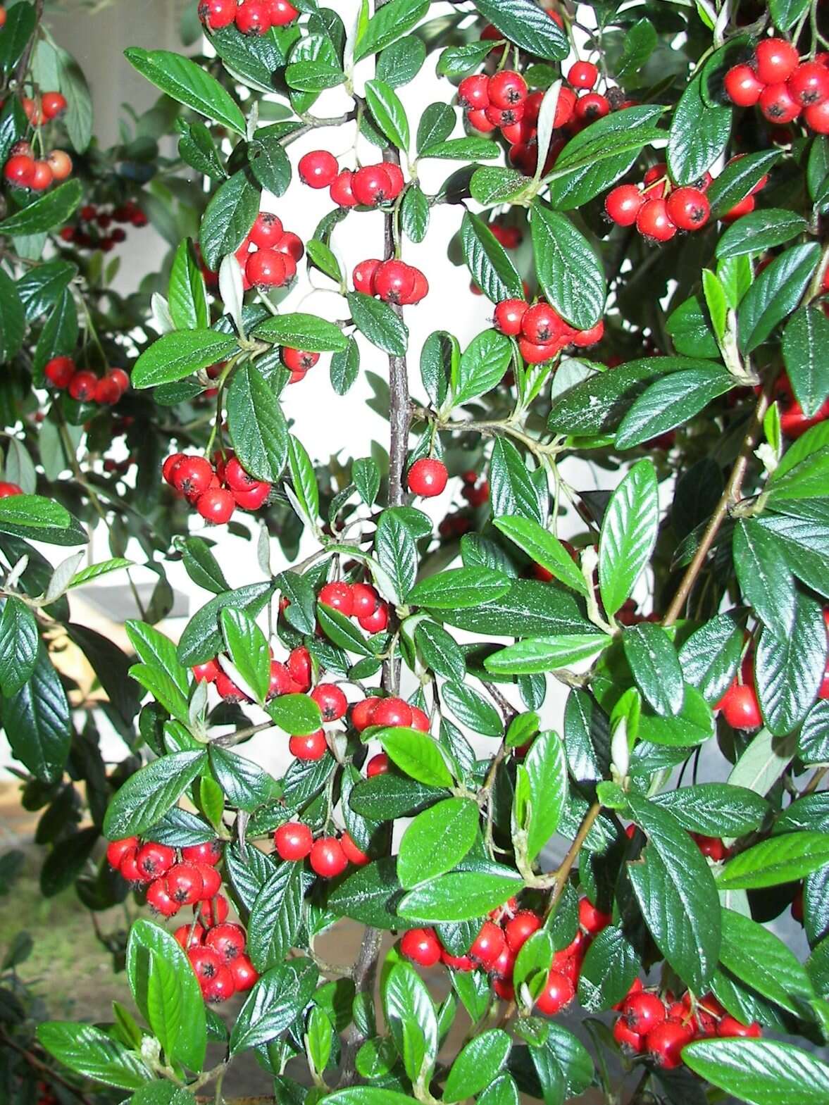 Image of orange cotoneaster