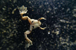 Image of Green Puddle Frog