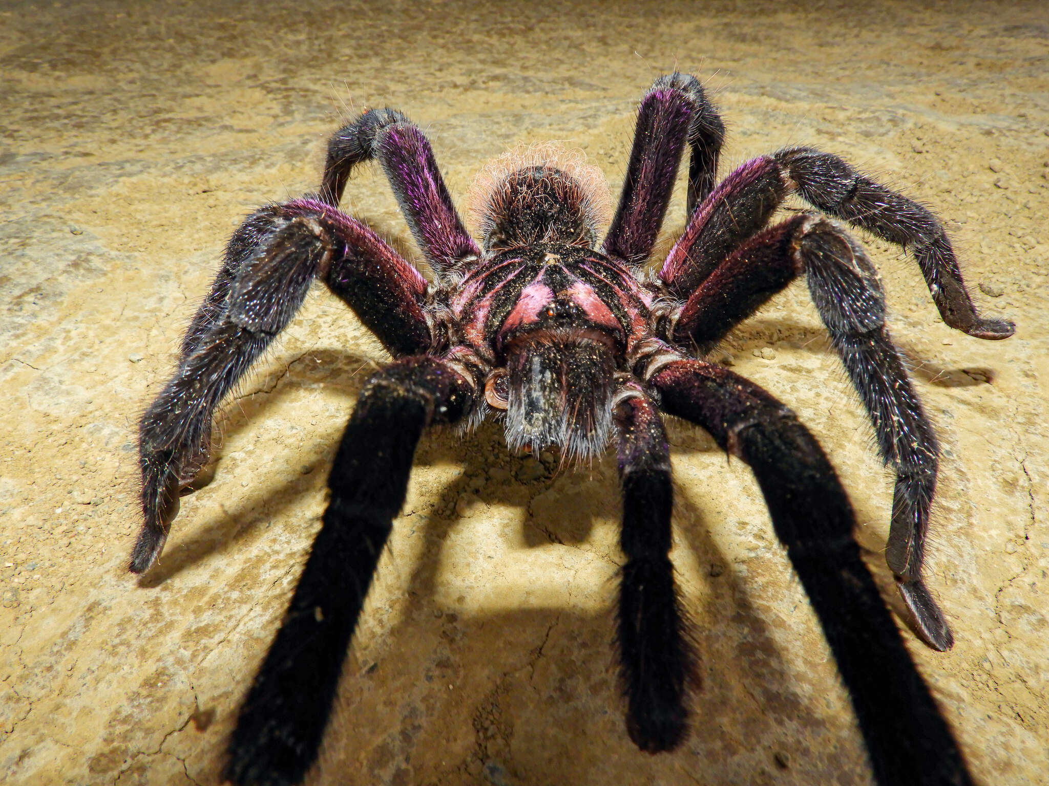 Image of Columbian lesserblack tarantula