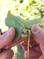 Image of Aphid