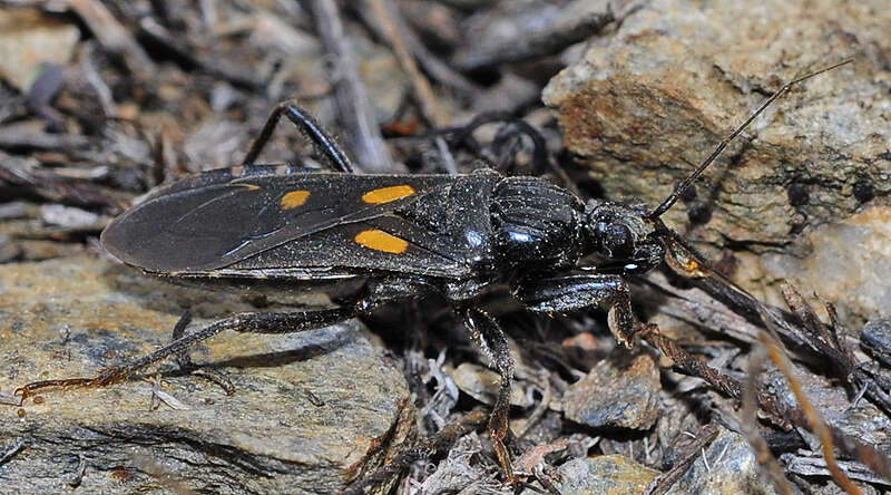 Слика од Ectomocoris chiragra (Fabricius 1803)