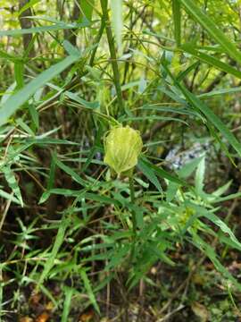 Image of Neches River Rose-Mallow