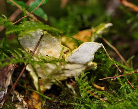 Image of Austeria citrea (Berk.) Miettinen 2016