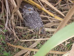 Image of Tawny Frogmouth