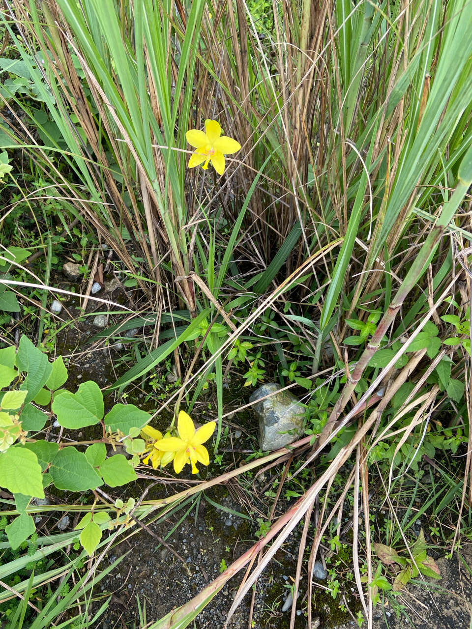 Plancia ëd Spathoglottis kimballiana Hook. fil.