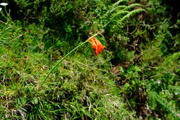 Image of Cyrtanthus epiphyticus J. M. Wood
