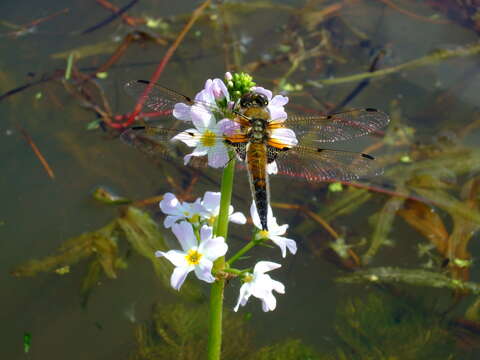 Image of Four-spotted Chaser