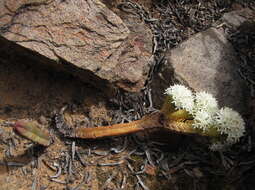 Image of Crassula pyramidalis Thunb.