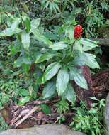 Costus montanus Maas的圖片