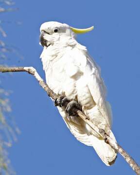 Image of Sulphur-crested Cockatoo