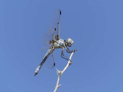 Image of Bleached Skimmer